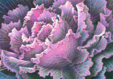 Ornamental Kale